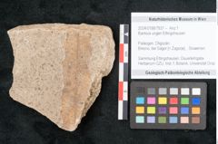 Foto (Objekt + Etikett) von Banksia ungeri Ettingshausen (NHMW-GEO-2024-0188-7937)